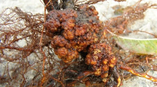 Cancer de la bactérie