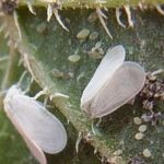 White fly