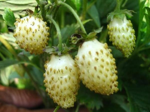 Strawberry White Lotus