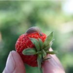 Most of all slugs damage leaves of strawberry, berries absorb entirely