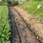 Sillons à tubercules