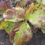 Tache brune aux fraises