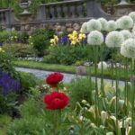 Декоративен чесън е широко използван в ландшафтния дизайн.