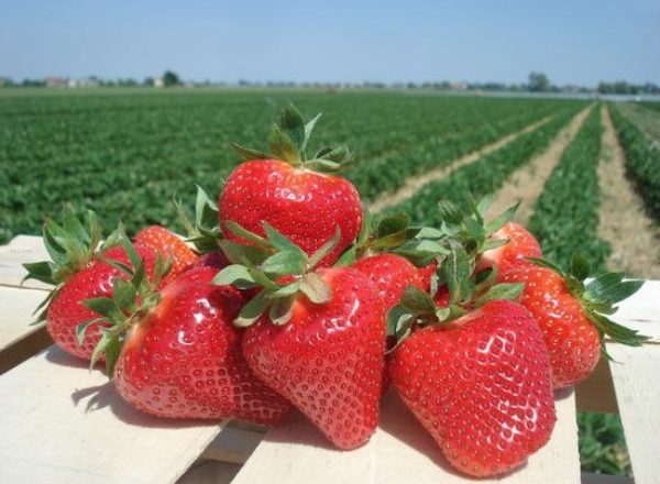  Φράουλα τζολί