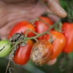 Blight can be controlled with Tattu