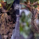 Phytophthalosis من جذور الفراولة