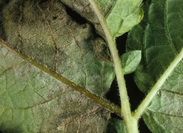 Late blight on potato leaves