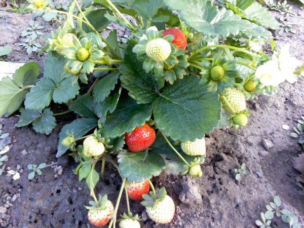 Strawberry Evie 2 im Garten