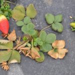 الفراولة فيوزاريوم