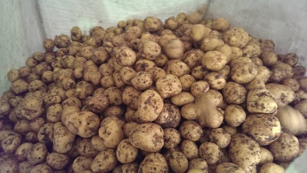 gala de la pomme de terre