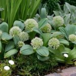 Гигантски декоративен чесън