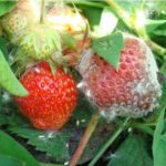 Maladie fongique des fraises