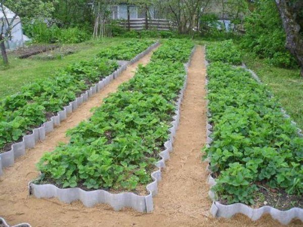 Slate strawberry bed