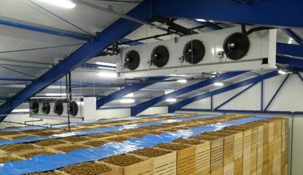 Frigorifero con patate