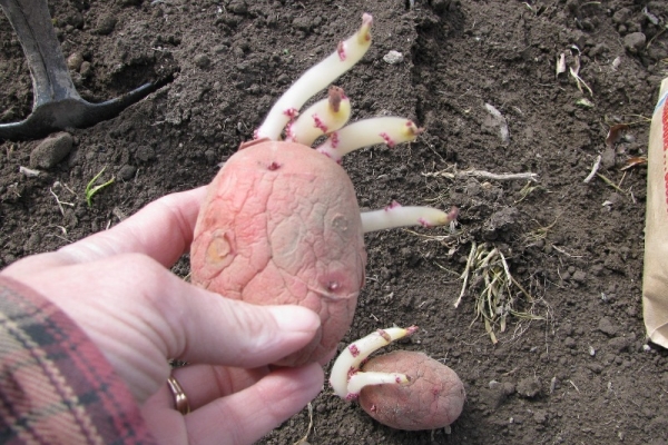 Ποικιλία φυτών Rocco κατά προτίμηση στο τέλος Μαρτίου ή τον Απρίλιο