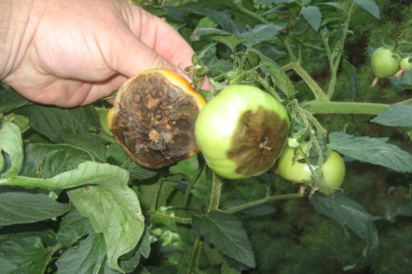 Phytophthalosis of tomatoes