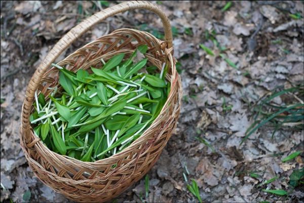 Cueillette d'oignons