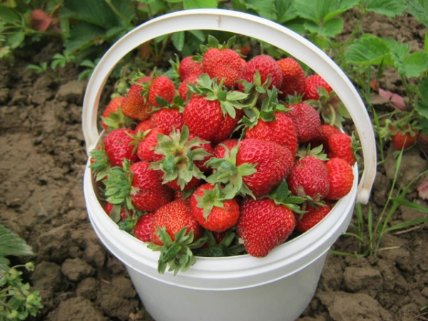 La variété appartient au dessert, le fruit est charnu, très sucré et juteux