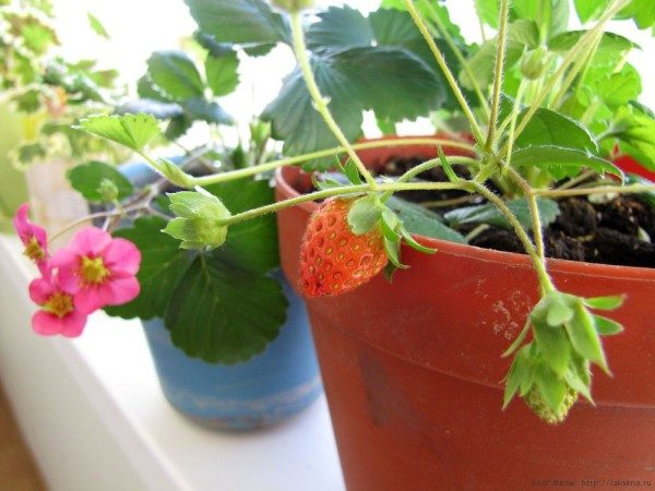 I cespugli di fragole coltivati in casa devono essere leggermente rasati dal sole caldo.
