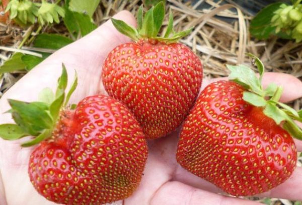 Strawberry Cardinal Closeup