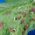 Αφίδα πατάτας