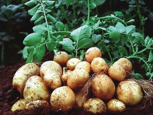  Colombo Potatoes