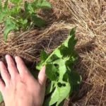 Potatoes under hay