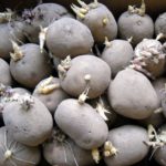 Клубец подходящ за отглеждане