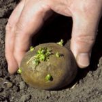 Les tubercules deviennent verts