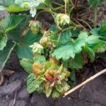 Nématode à la fraise