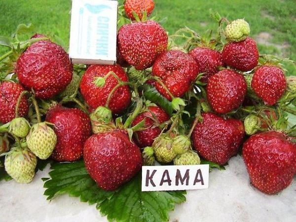 Strawberry Kama perfectly tolerates heat