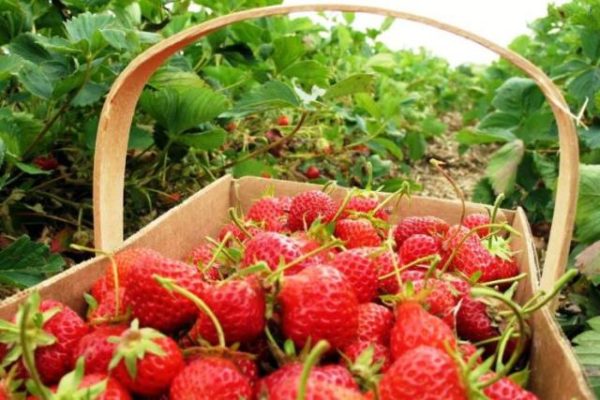 Raccogliere fragole Elsanta