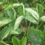 Strawberries are affected by powdery mildew.