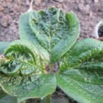 Strawberry damaged by strawberry mite