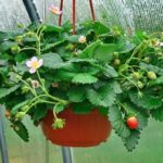 Fraises dans un pot suspendu