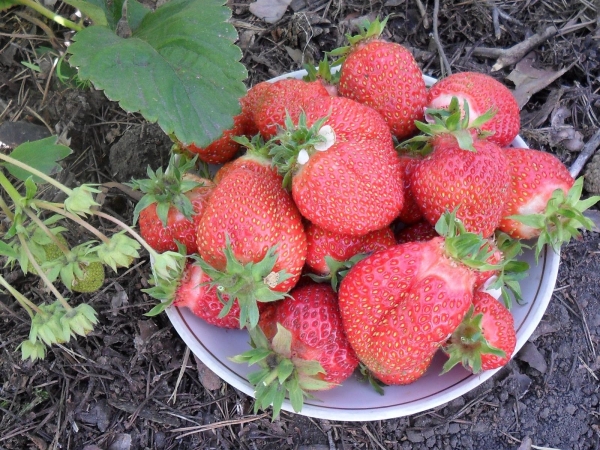 С подходяща грижа и хранене можете да получите 400-700 грама от храст