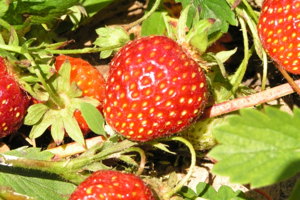 Strawberry Bereginya: description of the variety, cultivation, care, breeding