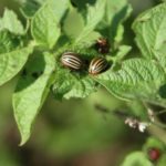 Colorado beetle
