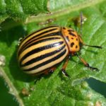 Colorado beetle