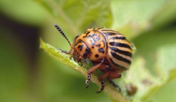 Colorado beetle