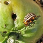 Colorado potato beetle can be fought by planting around the perimeter of ordinary dill
