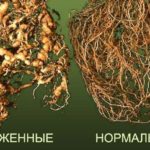 Racines infectées par un nématode