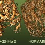 Raízes infectadas com um nematódeo