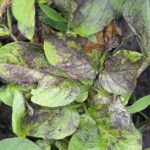 Pomme de terre Colombo atteinte de mildiou
