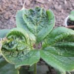 Fraise frappée par un acarien de la fraise