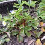 Fraise frappée par un nématode