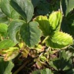 Strawberry bush struck by a nematode