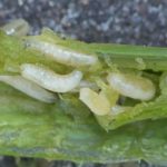 Lechinki oignon vole