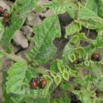 Larves de doryphores