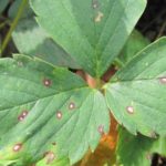 Feuilles tachetées blanches